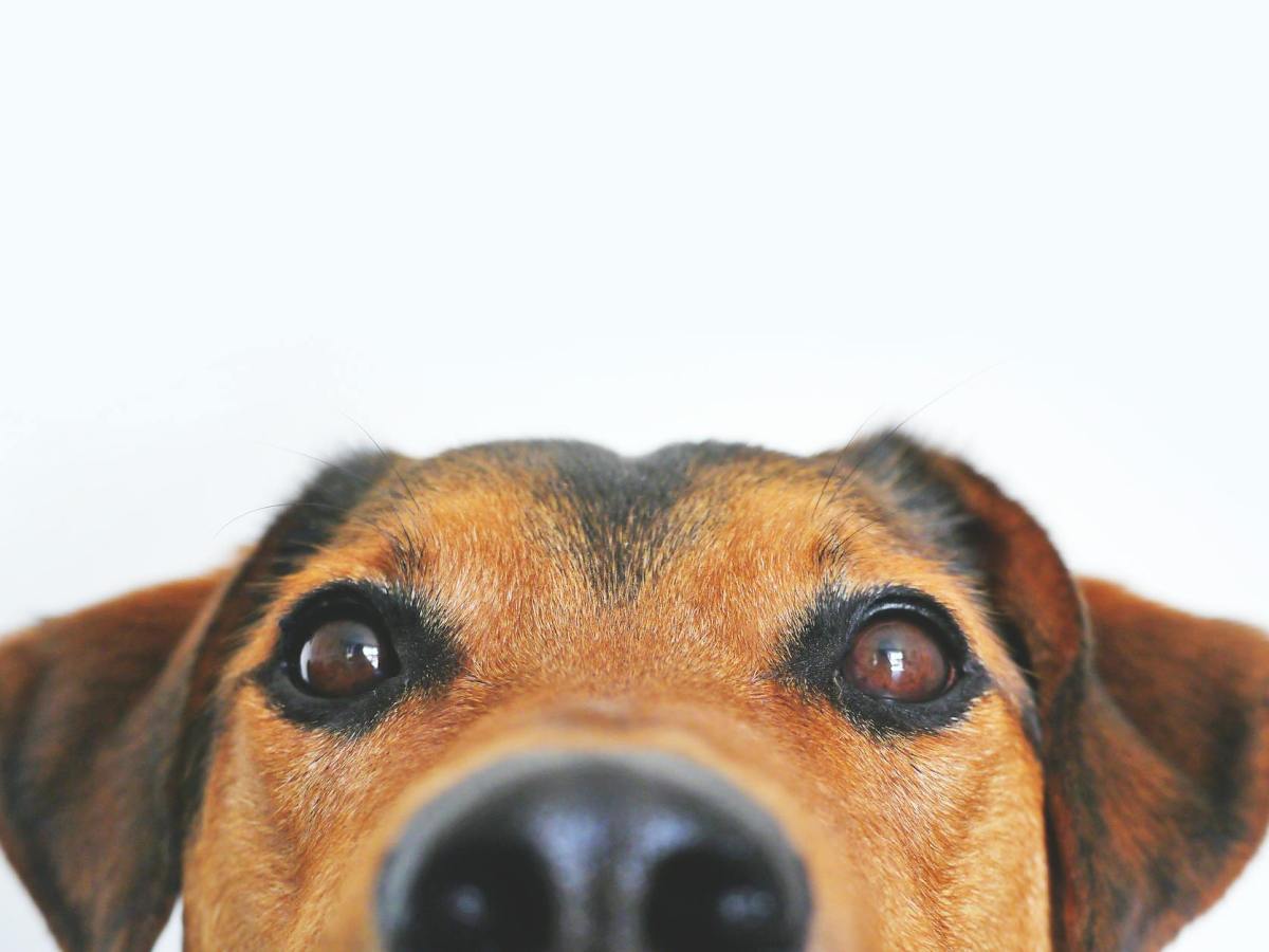 Dogs are the best&nbsp;pets